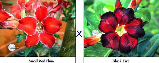 (image for) Adenium Seeds Small Red Plum X Black Fire (5 Per Pack)